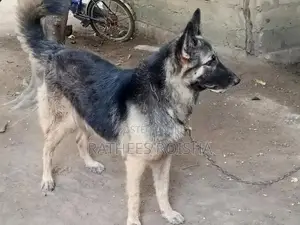 Lion German Shepherd Puppies