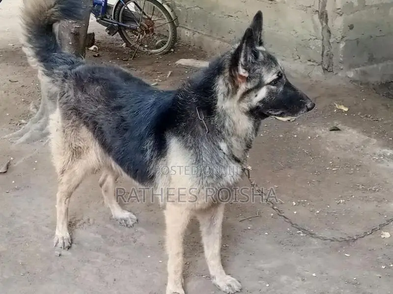 Lion German Shepherd Puppies