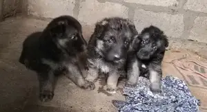 Lion German Shepherd Puppies