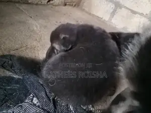 Lion German Shepherd Puppies