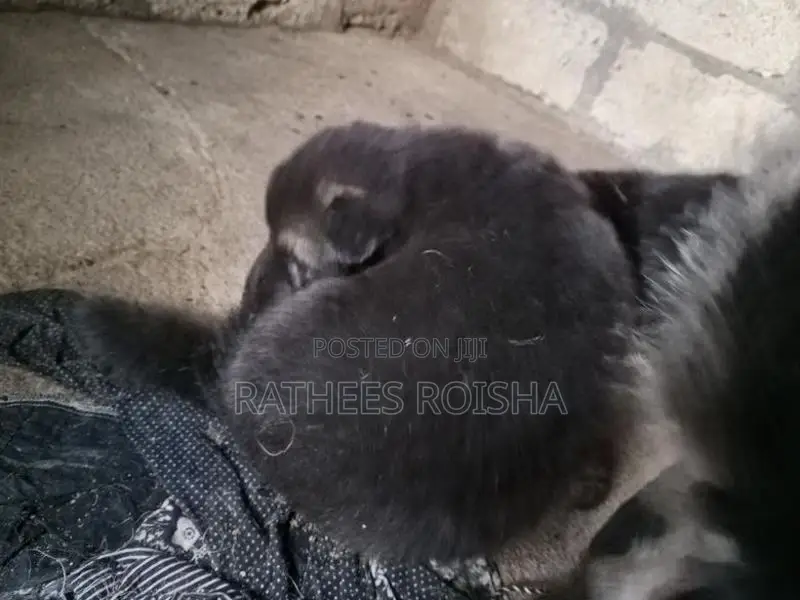 Lion German Shepherd Puppies