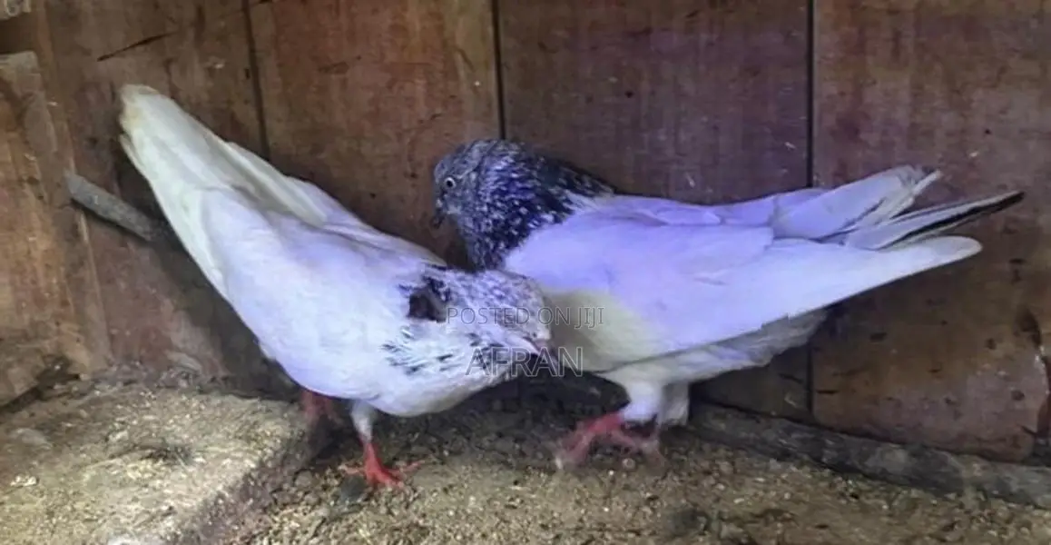 Pigeon