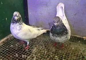 Pigeon
