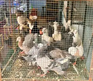 Pigeon