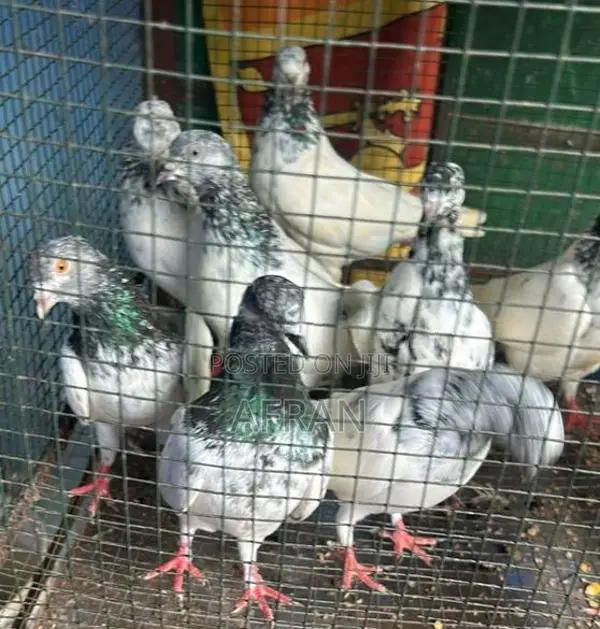 Pigeon