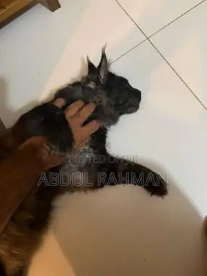 Maine Coon Cat