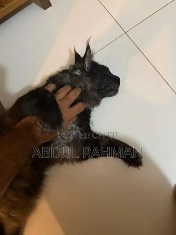 Maine Coon Cat