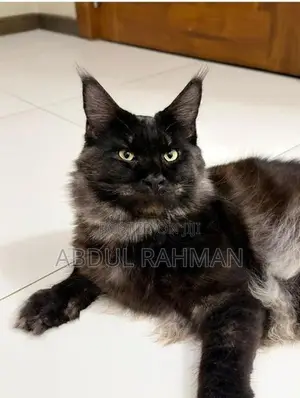 Maine Coon Cat