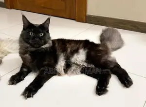 Maine Coon Cat