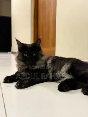 Maine Coon Cat