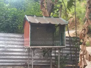 Bird Cage