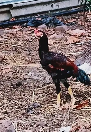 Rooster