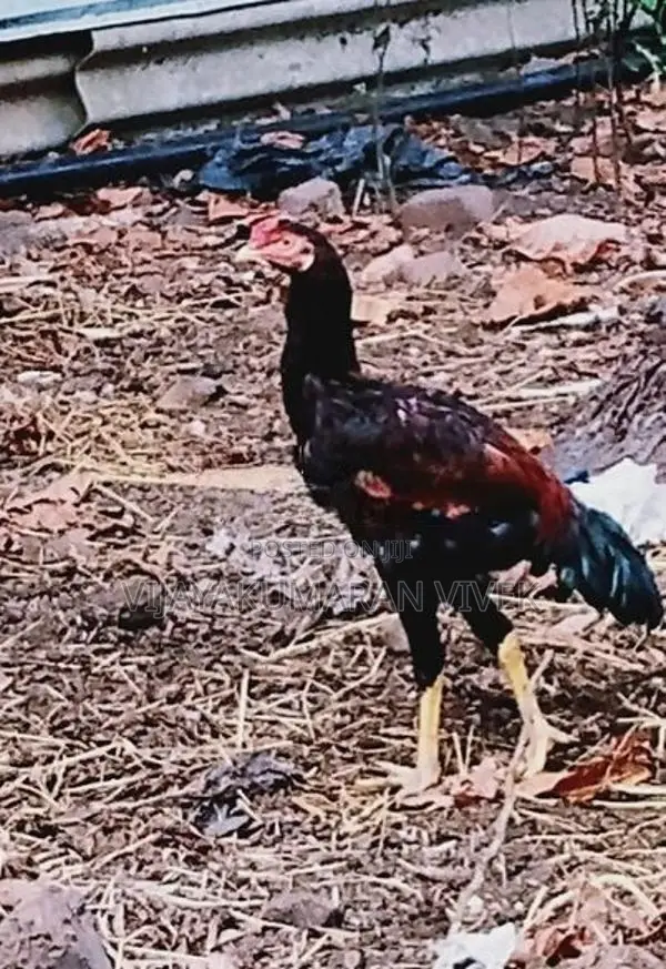 Rooster