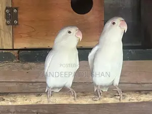 African Love Birds