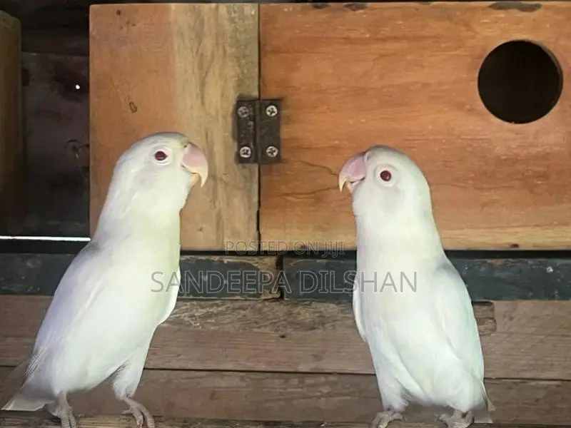 African Love Birds