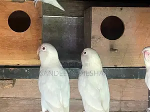 African Love Birds