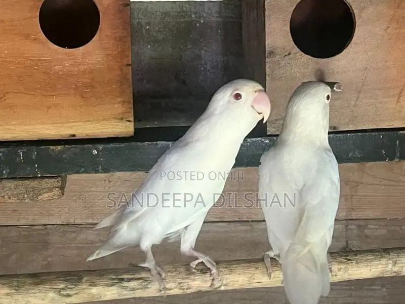 African Love Birds