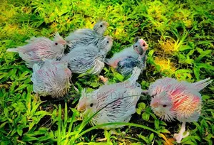 Cockatiel Birds