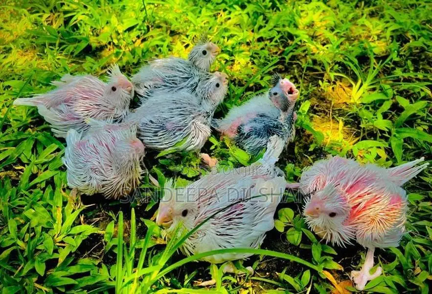 Cockatiel Birds