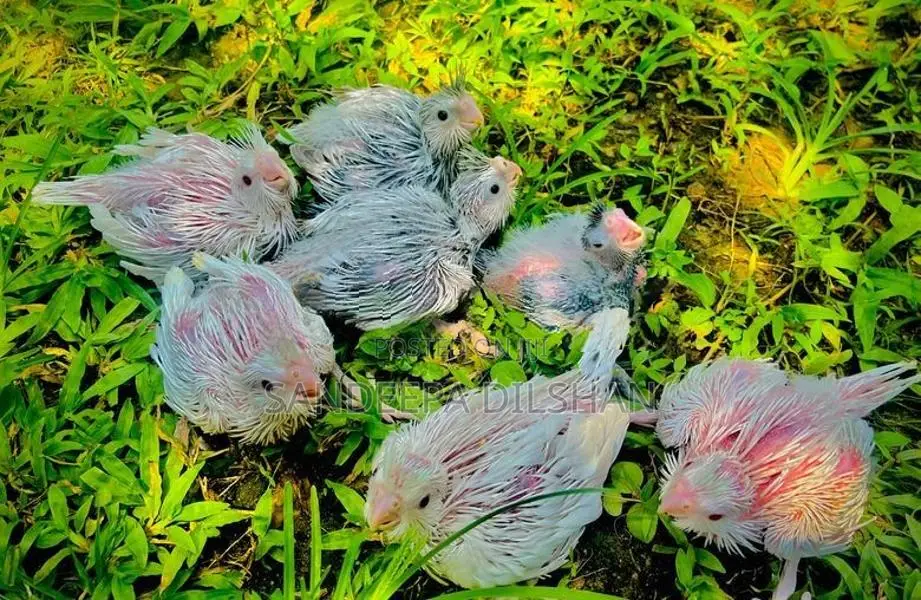 Cockatiel Birds