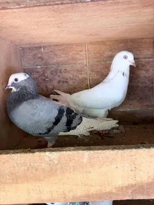 බොනී 3 ඉන්දියන් 2 පැන්ටෙල් පැටියයි