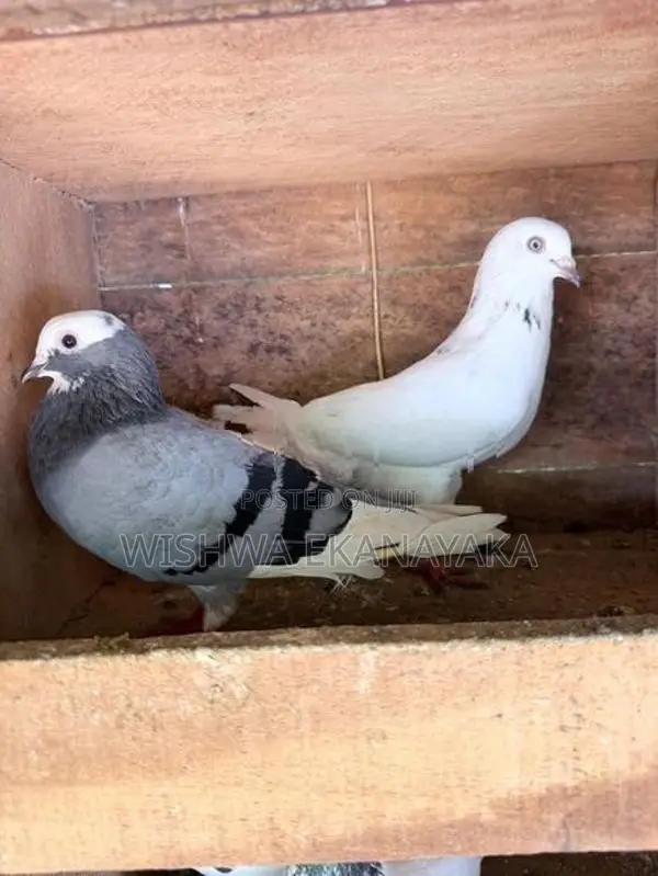 බොනී 3 ඉන්දියන් 2 පැන්ටෙල් පැටියයි