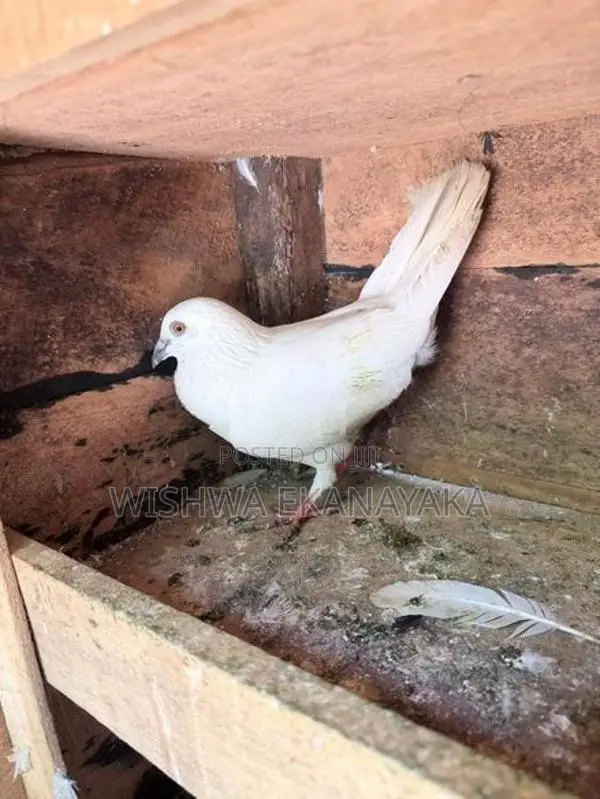 බොනී 3 ඉන්දියන් 2 පැන්ටෙල් පැටියයි