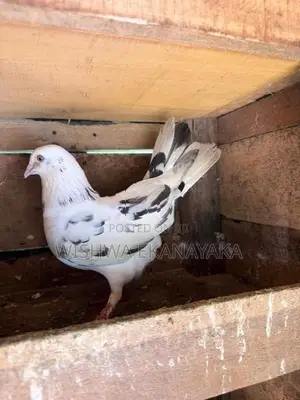 බොනී 3 ඉන්දියන් 2 පැන්ටෙල් පැටියයි