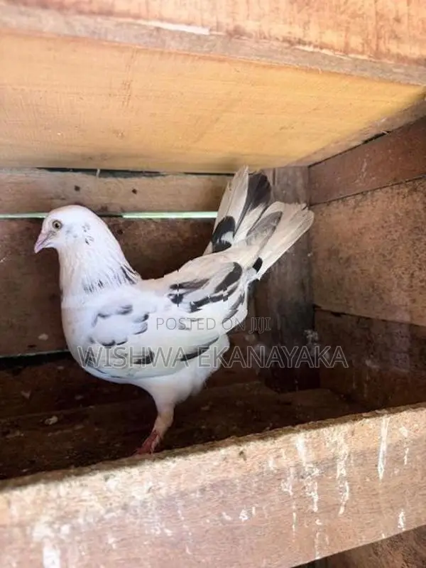 බොනී 3 ඉන්දියන් 2 පැන්ටෙල් පැටියයි