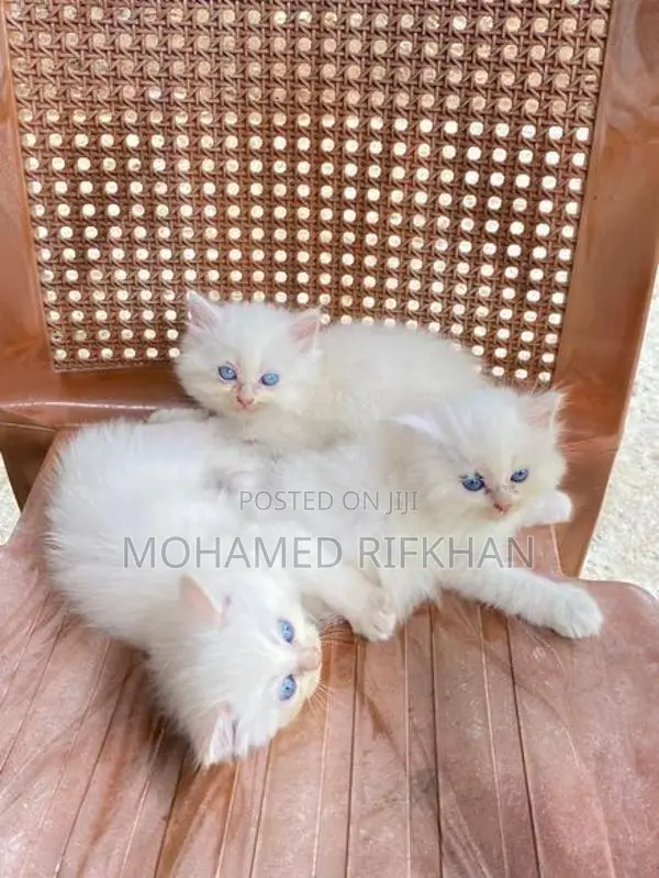 Persian Cat