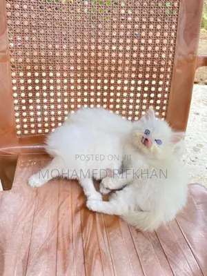 Persian Cat