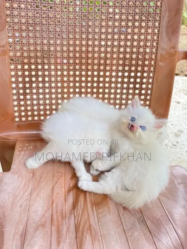 Persian Cat