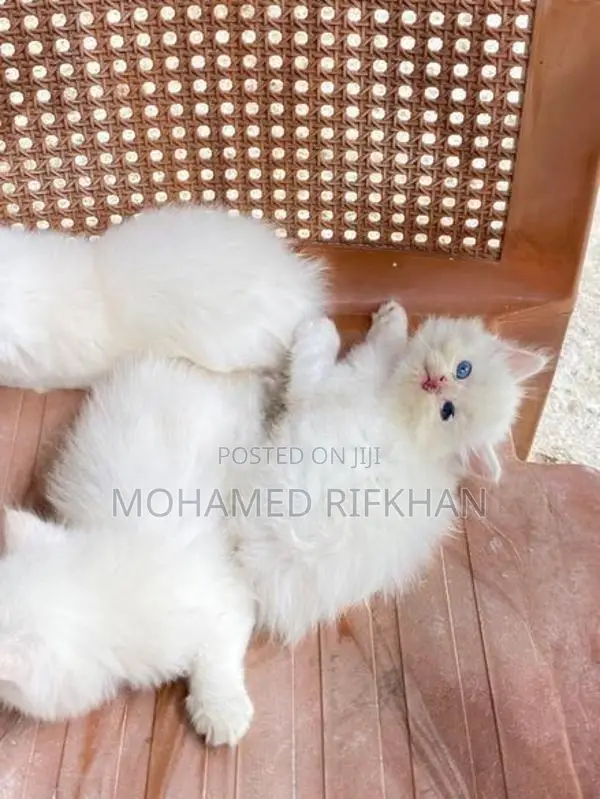 Persian Cat