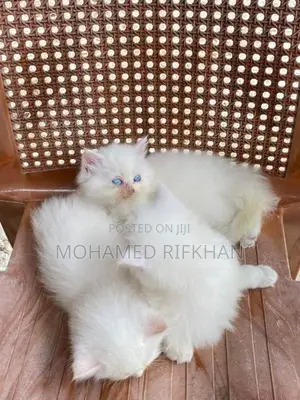 Persian Cat