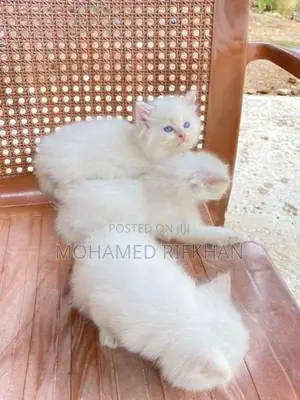 Persian Cat