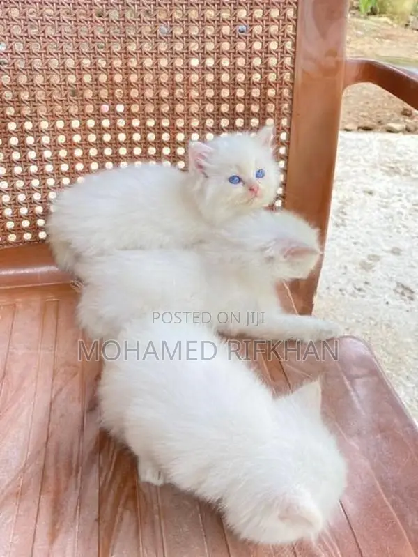 Persian Cat