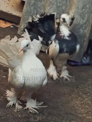 Pigeon