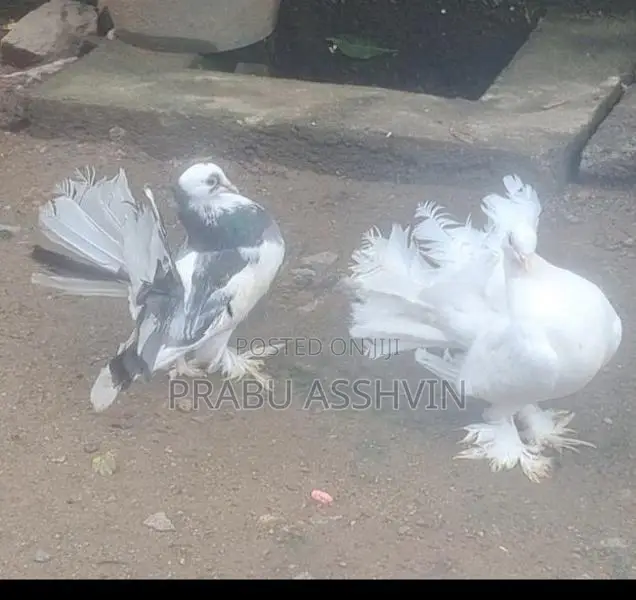 Pigeon