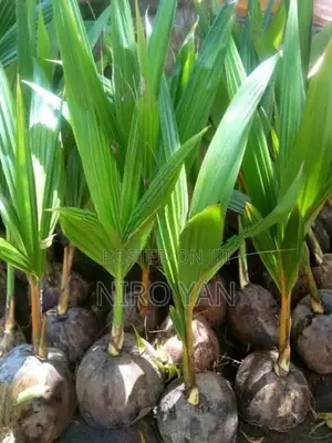 தென்னம்பிள்ளை