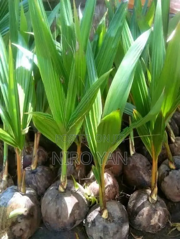 தென்னம்பிள்ளை