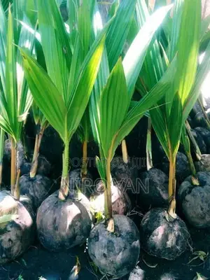 தென்னம்பிள்ளை