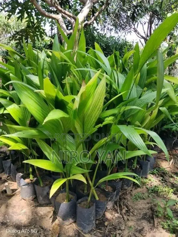 கமுகு
