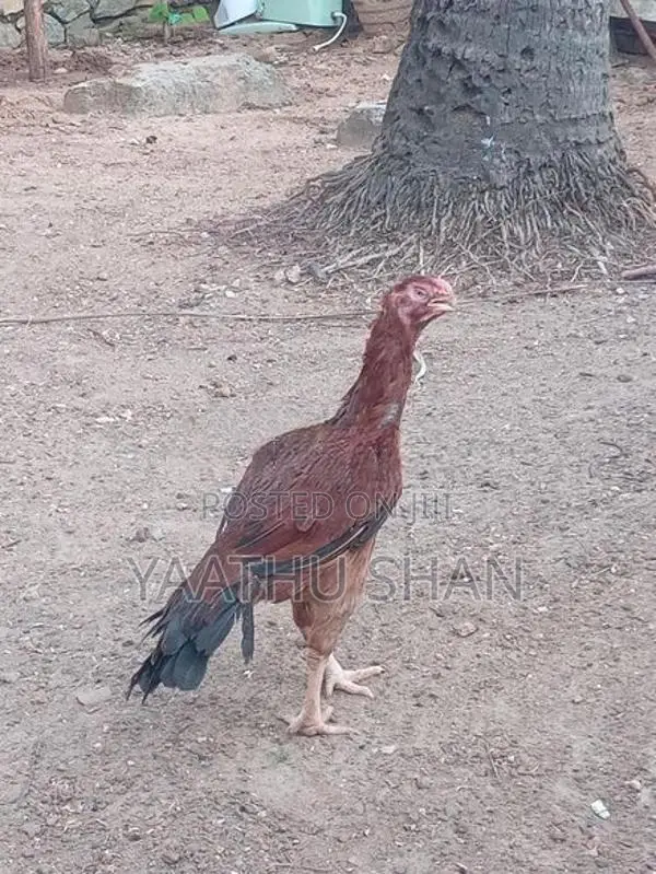 Parrot Nose Hens