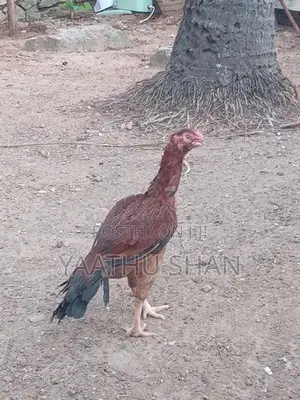 Parrot Nose Hens