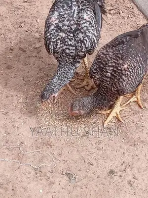 Parrot Nose Hens