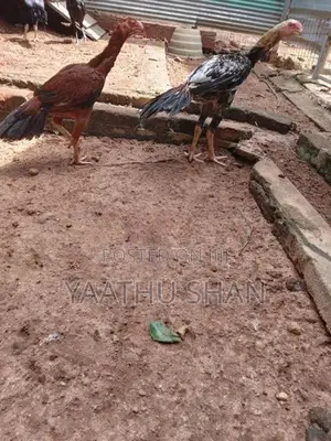 Parrot Nose Hens