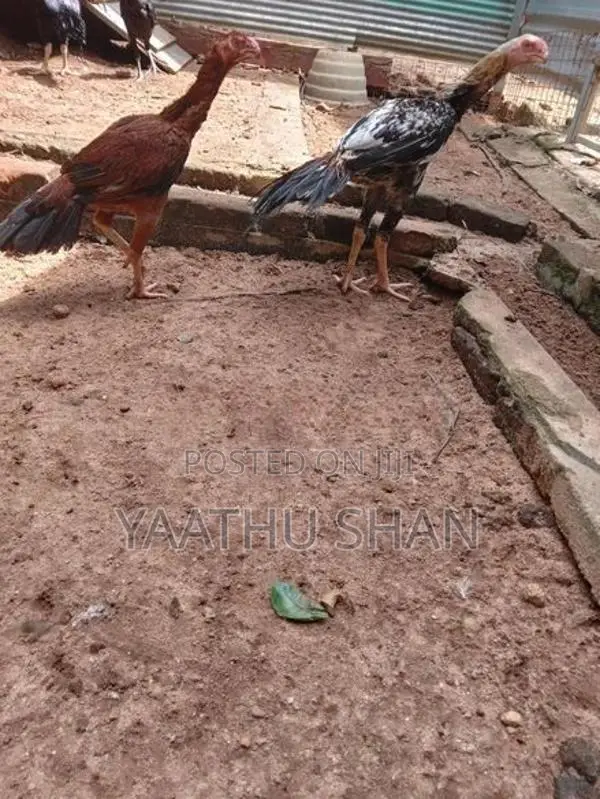 Parrot Nose Hens