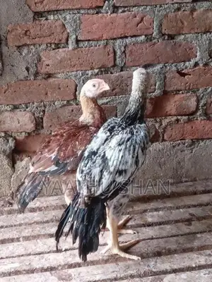 Parrot Nose Hens