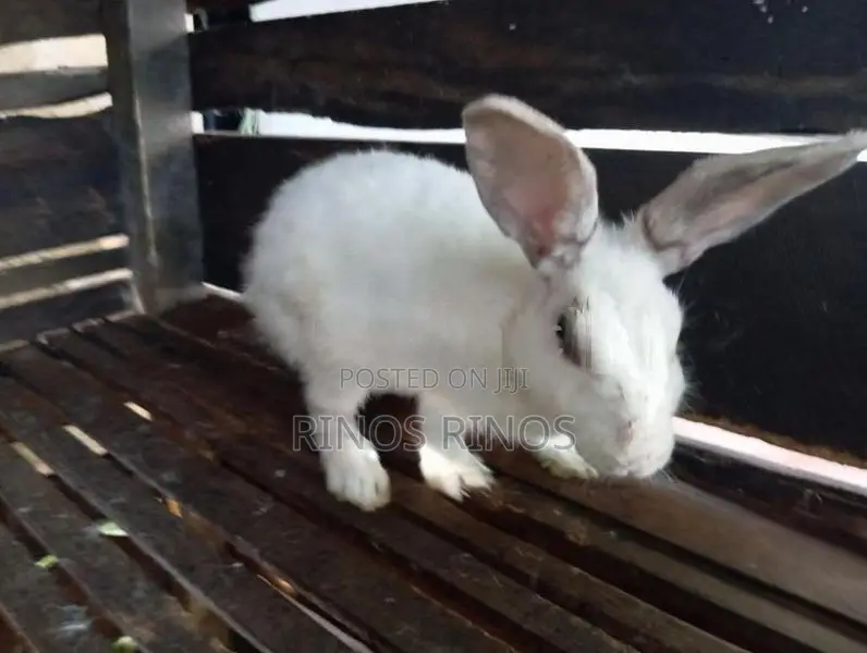 Rabbits