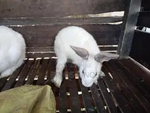 Rabbits